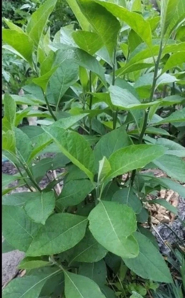 Bitter Leaf (Dried) - Image 2